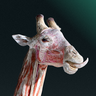 Animaux à corps ouvert