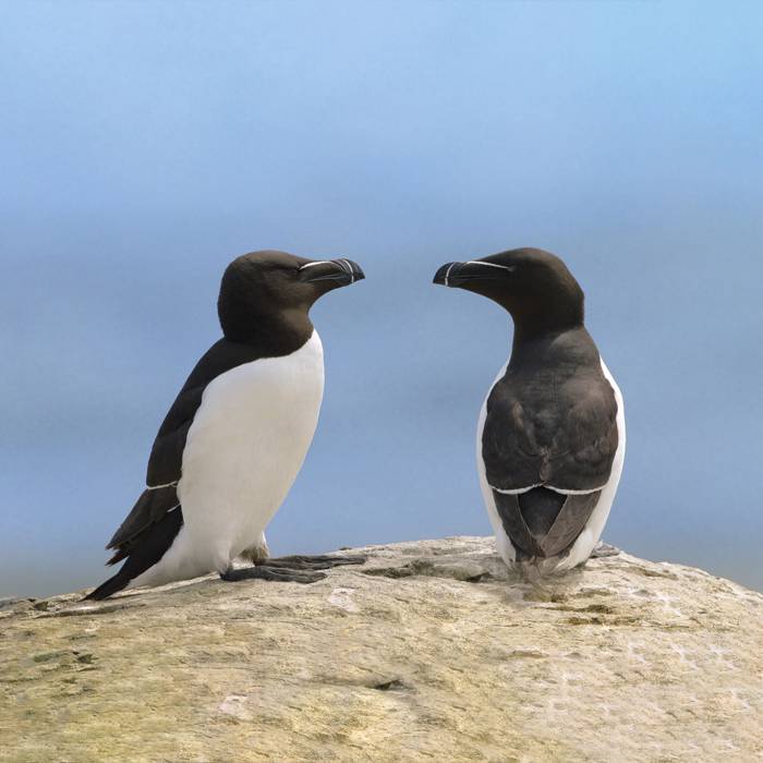 Croisière aux 1000 petits pingouins dans Chaudière-Appalaches