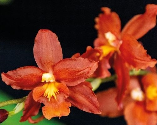 Culture des orchidées – Ateliers pratiques