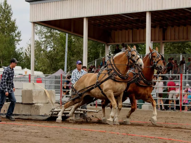 Festival western de Malartic