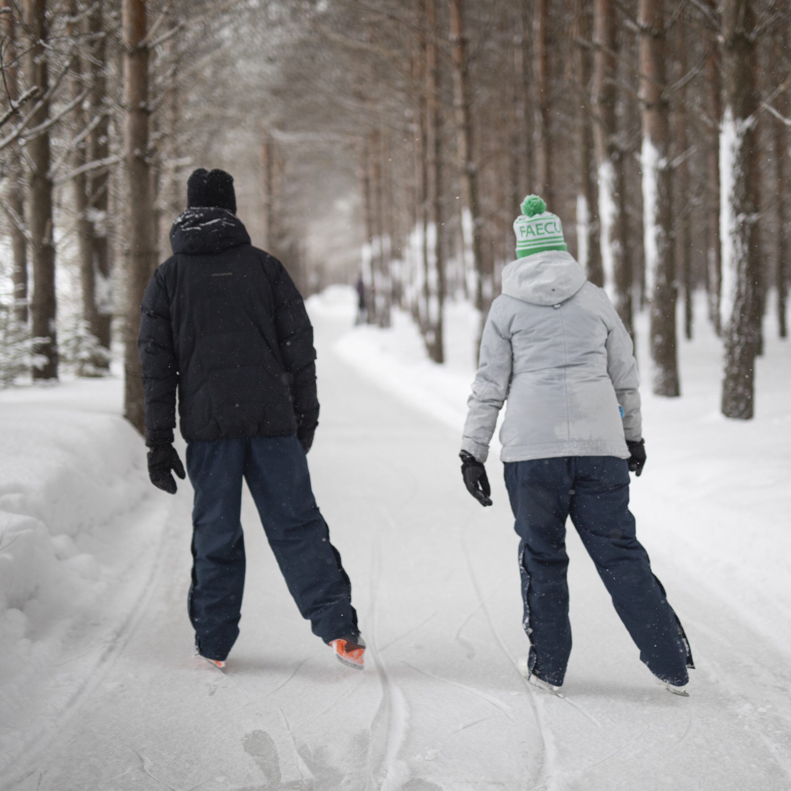 Les sentiers de patins en forêt