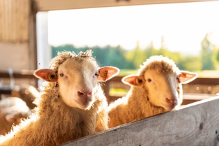 Moutons et vallons: découvrir la production ovine