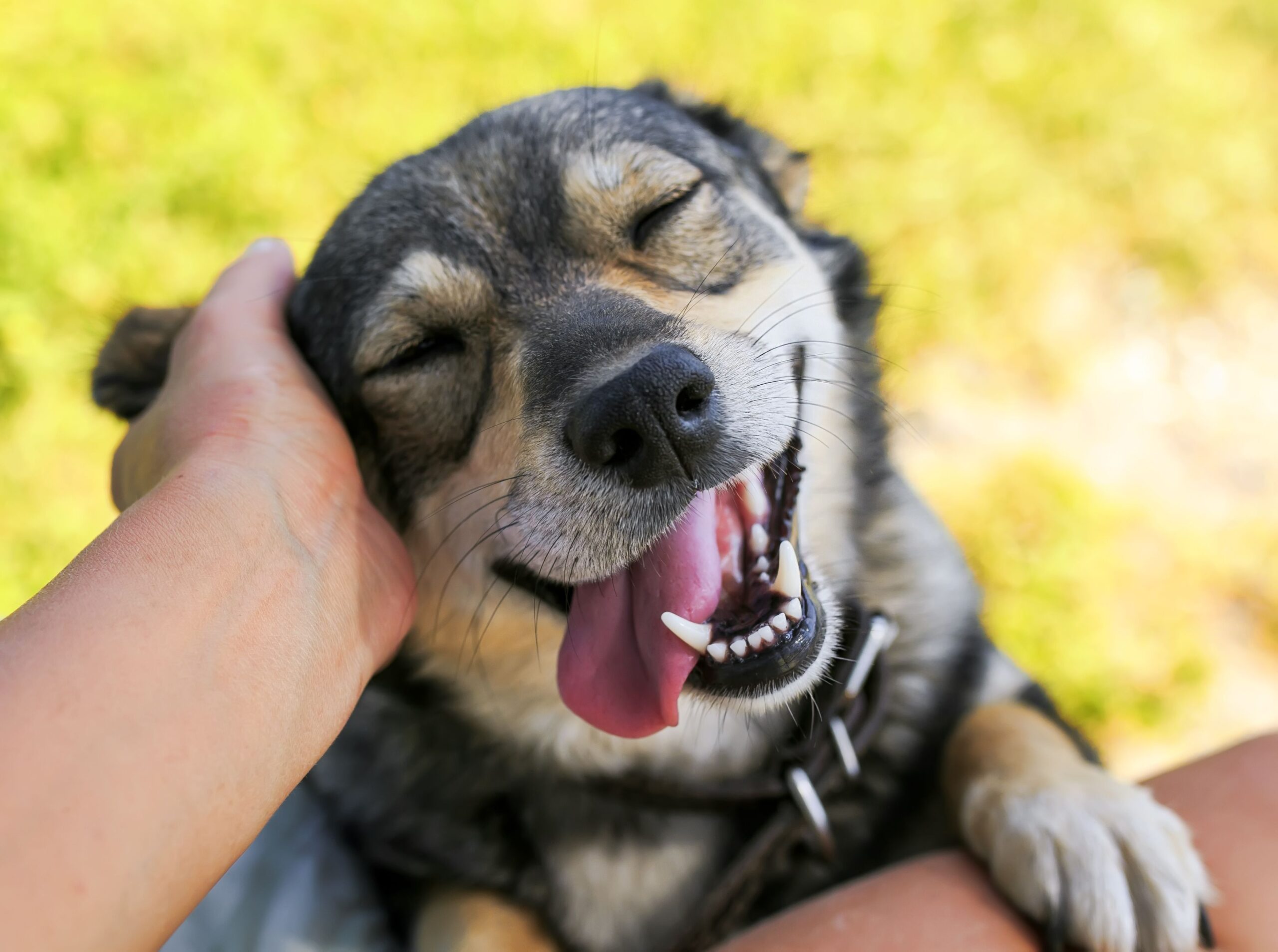 Salon Info-Canin