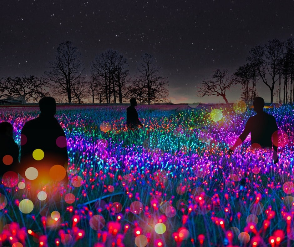Symphonie des fleurs