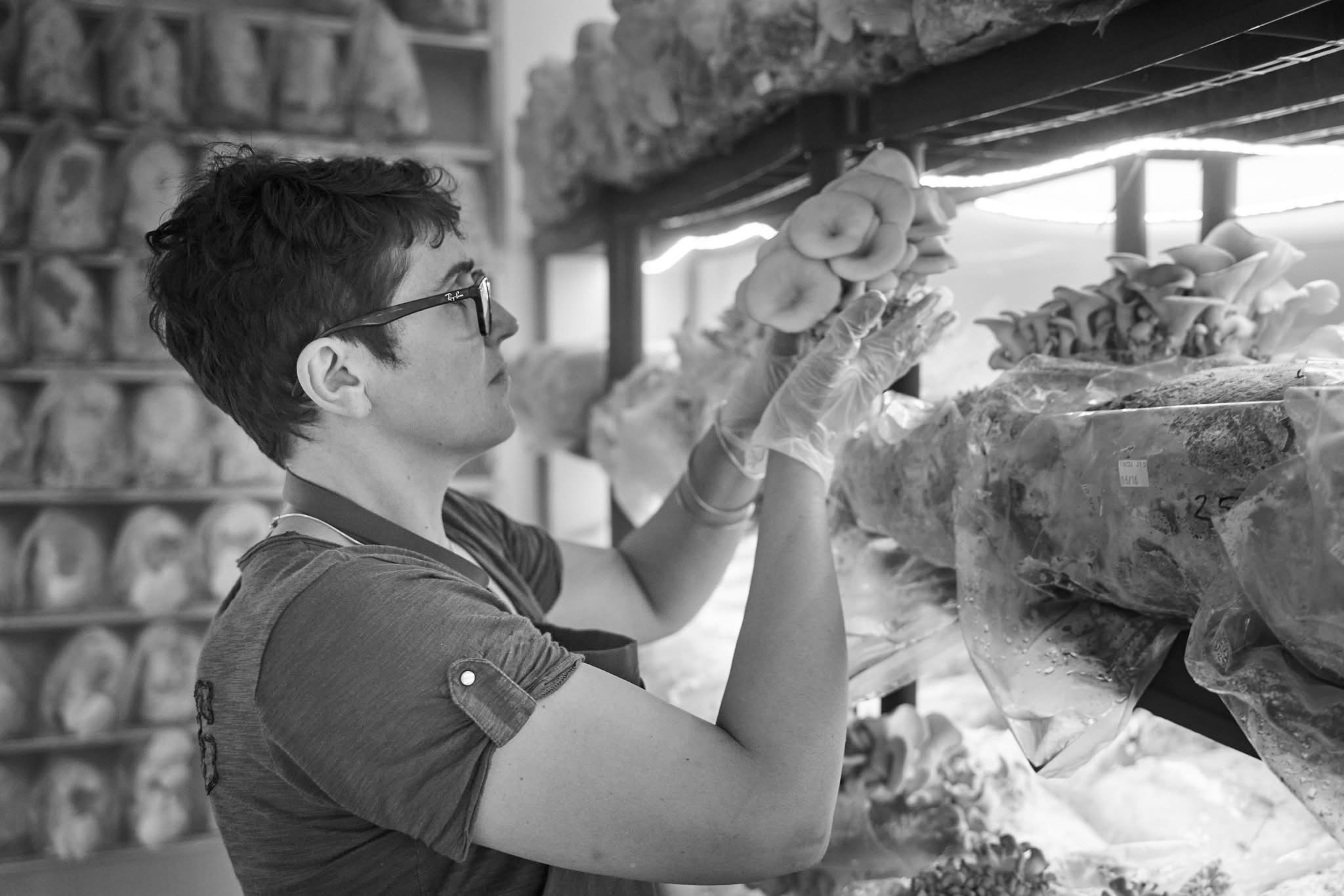 Visite champignonnières urbaine