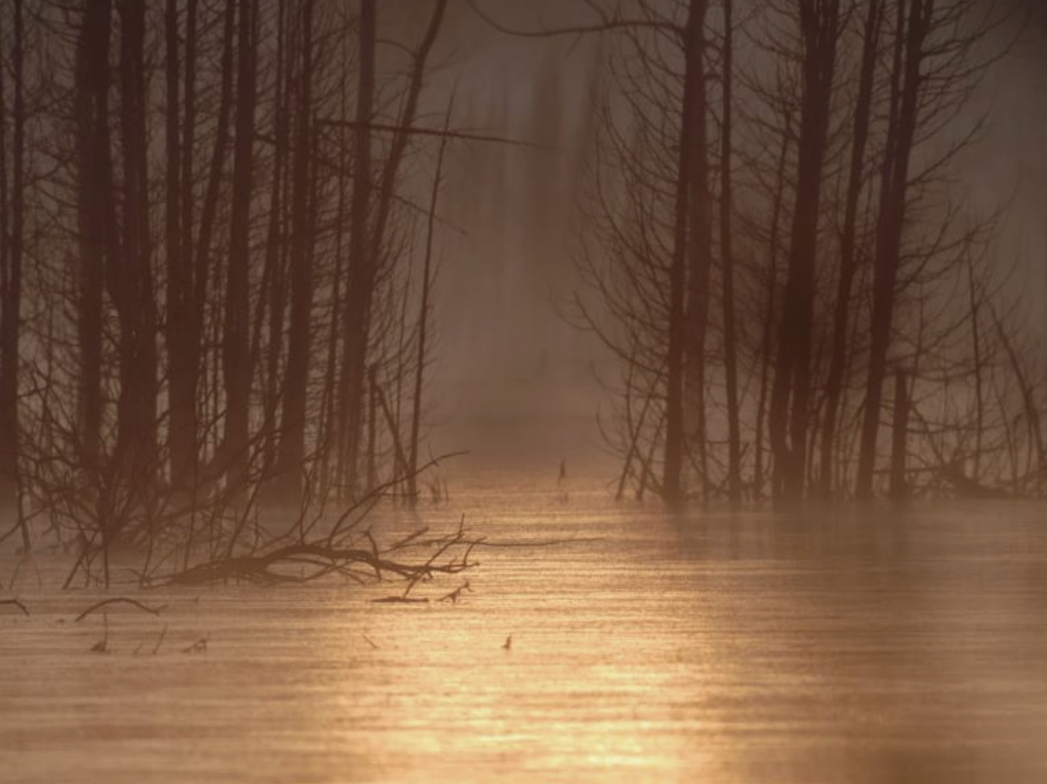 La Réserve naturelle du Marais-Léon-Provancher