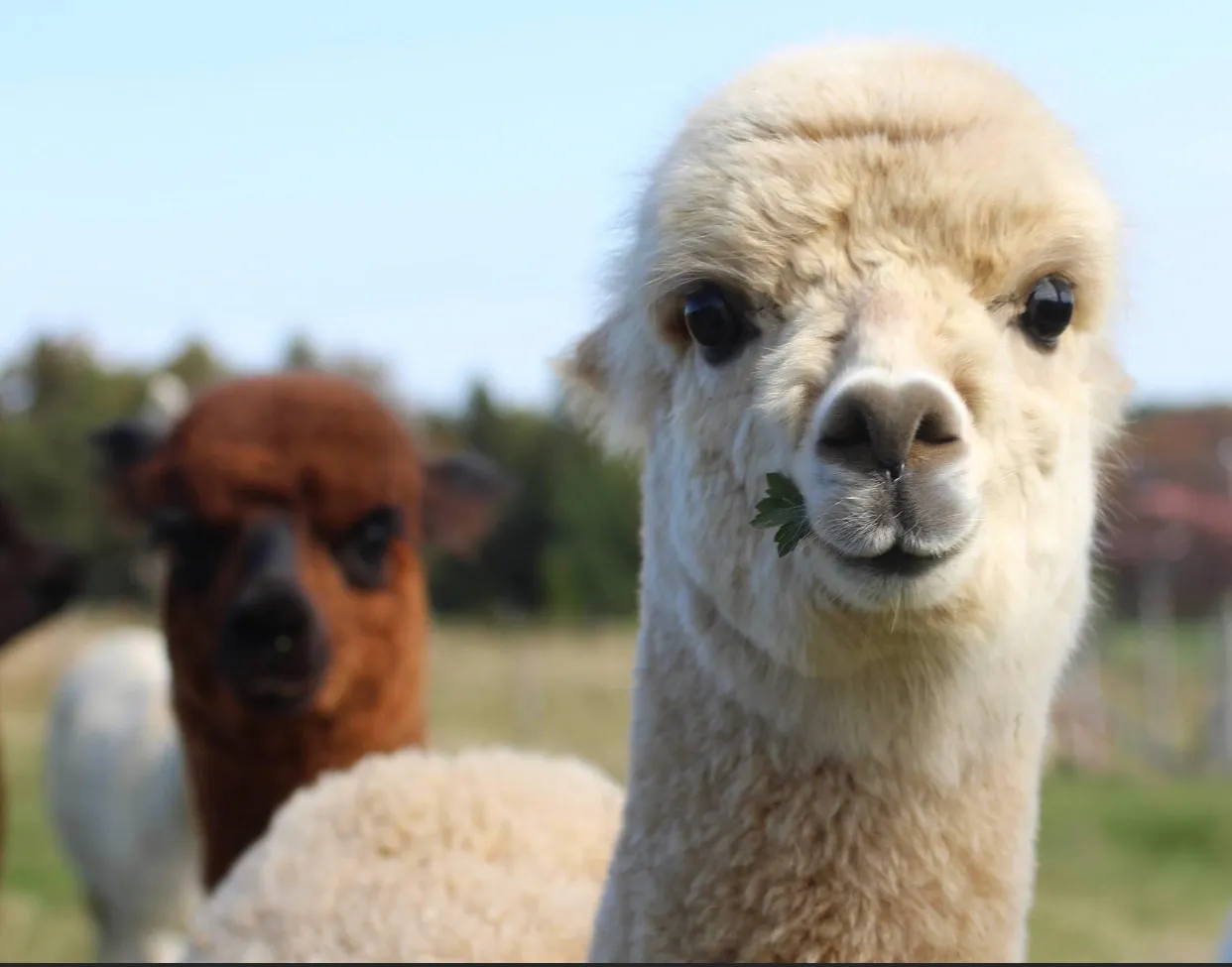 Alpagas Charlevoix