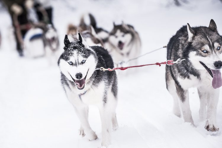 Chenil du Chien-Loup