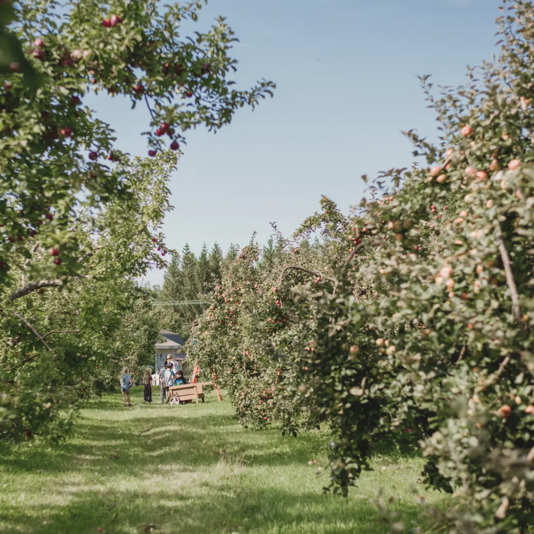 Cidrerie Saint-Antoine
