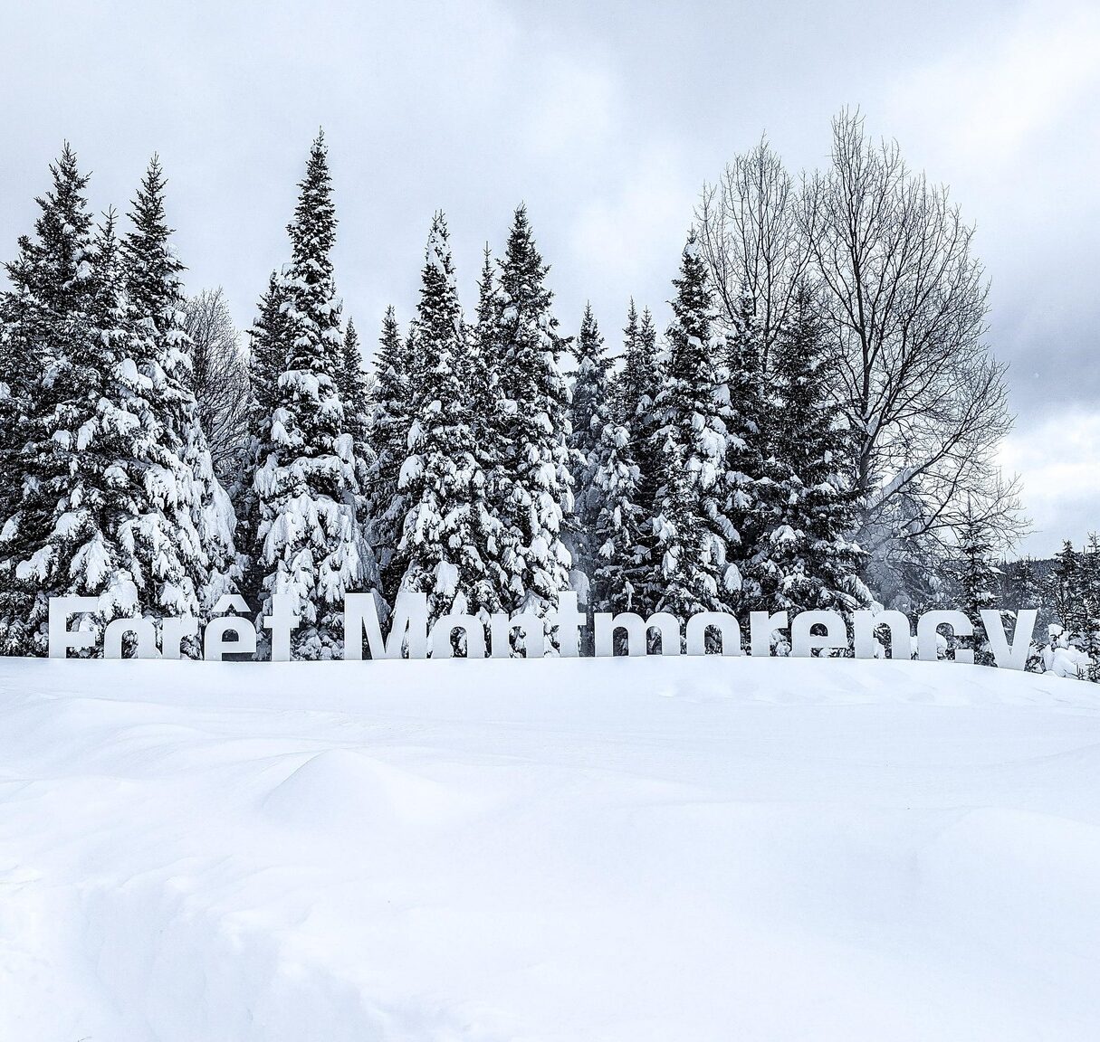 Forêt Montmorency-Université Laval