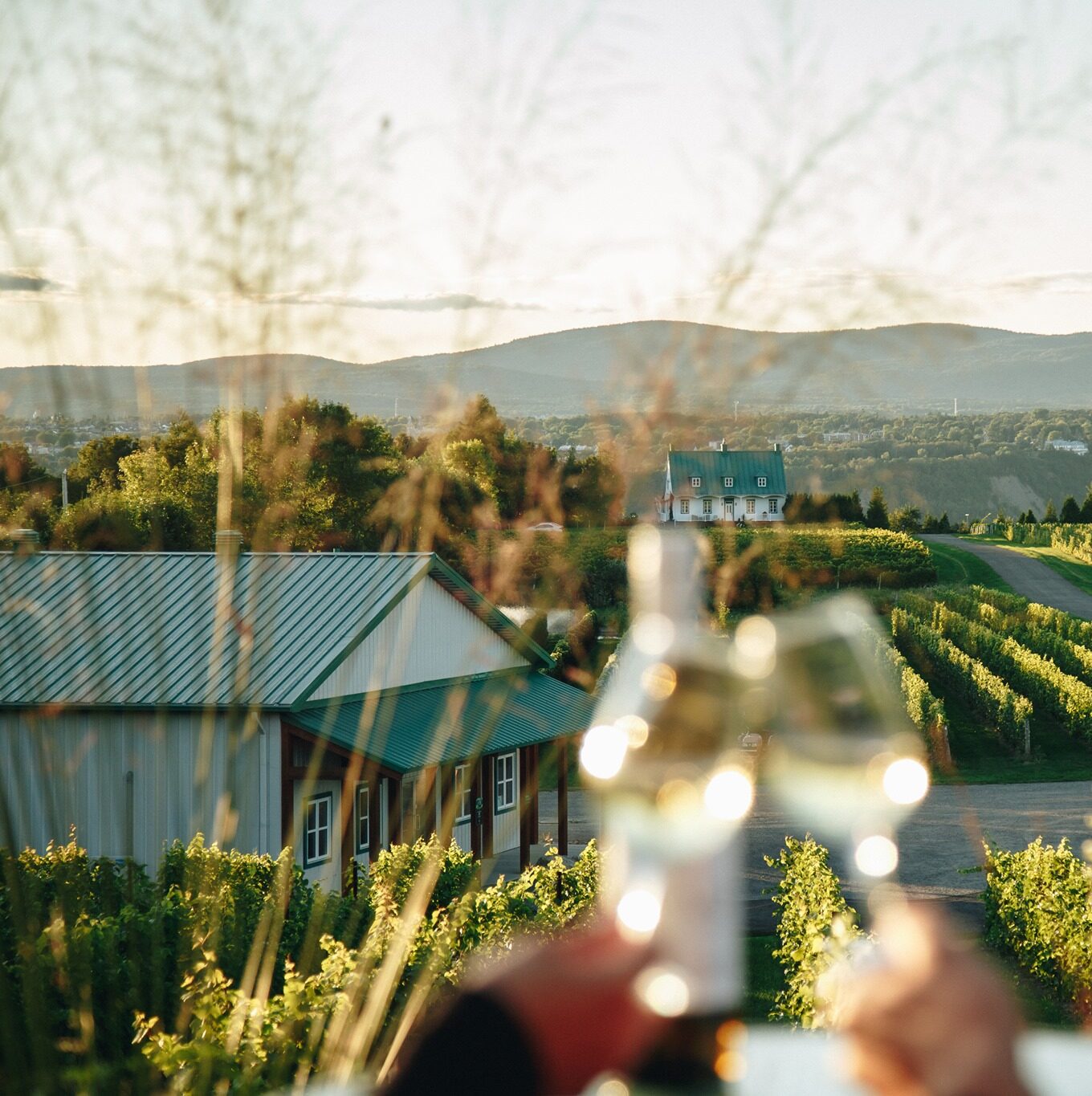 Vignoble Ste-Pétronille