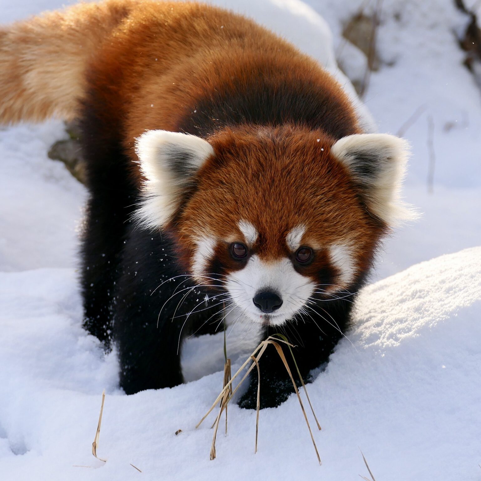 Zoo sauvage de Saint-Félicien